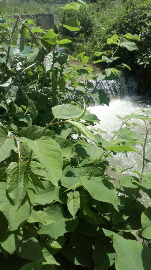 Cottage Forest Stream Visoko Εξωτερικό φωτογραφία